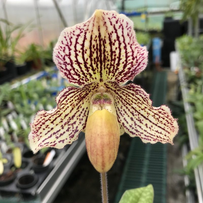 paphiopedilum_estella_elite_orchids