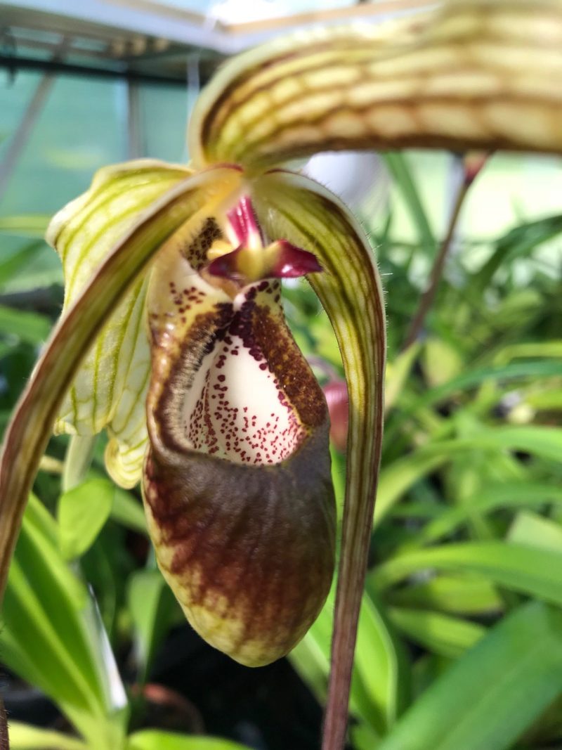 Phragmipedium humboldtii (syn. popowii, warscewiczianum)