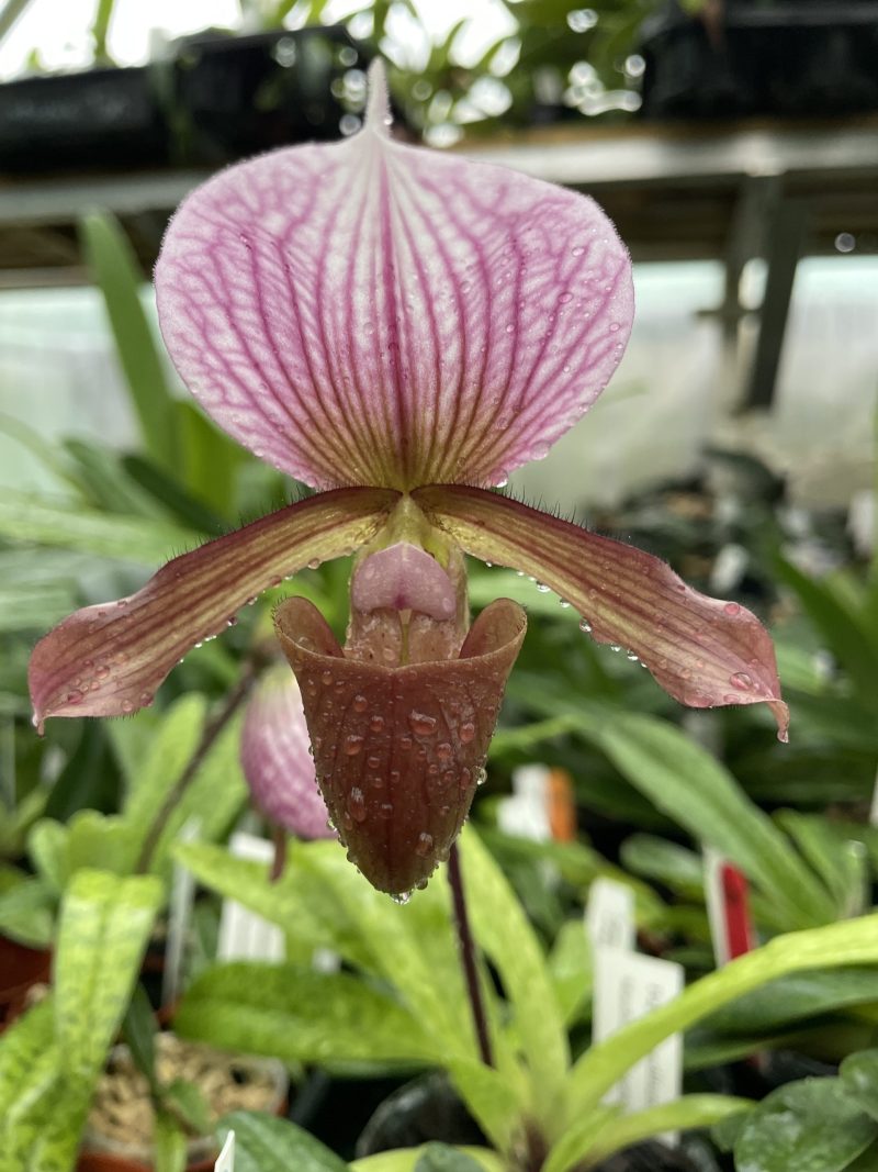 Paphiopedilum Schaetzchen  (Maudiae 'Charlotte' x charlesworthii album)