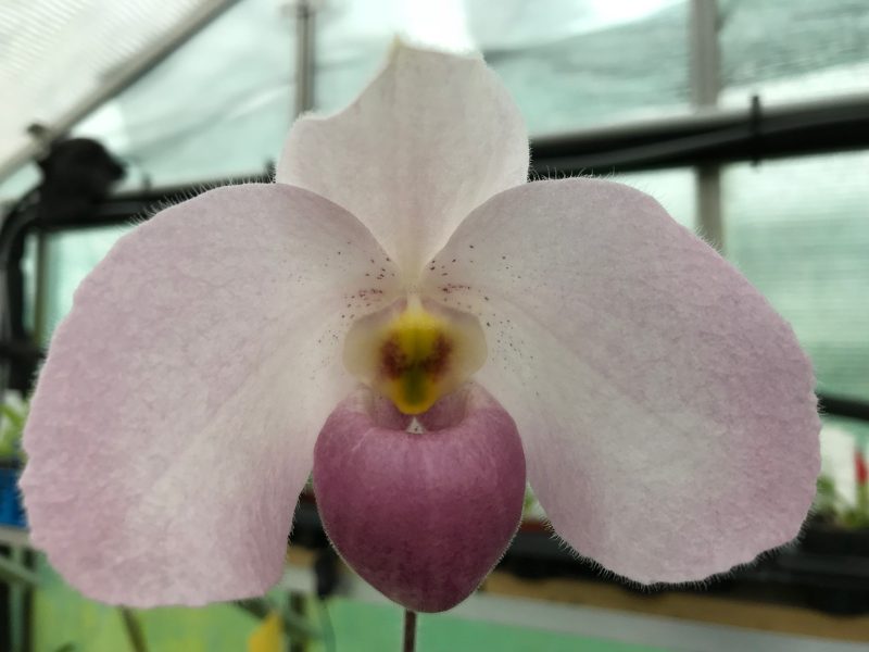 Paphiopedilum Ho Chi Minh (vietnamense x delenatii)