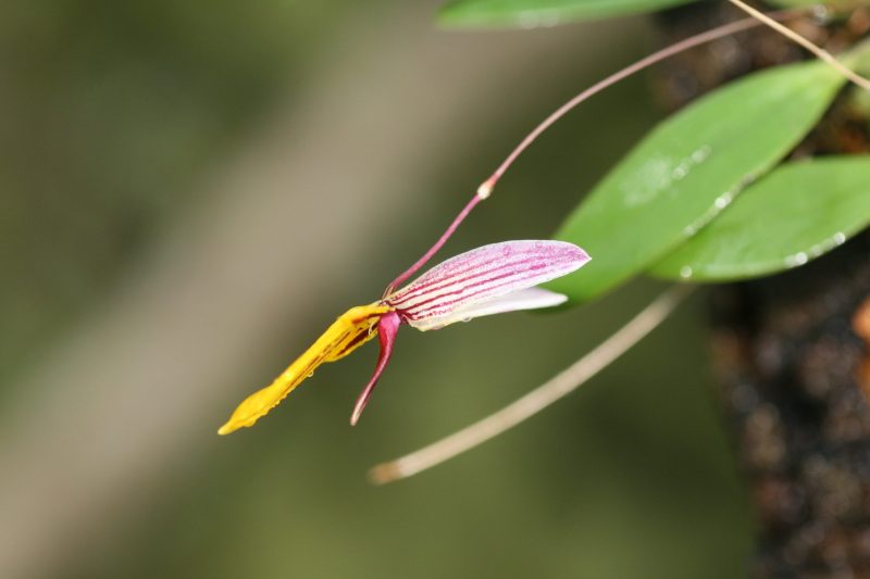 Bulbophyllum bolsteri #1