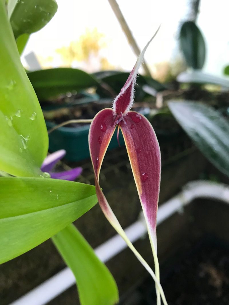 Bulbophyllum maxillare (syn. blumei)
