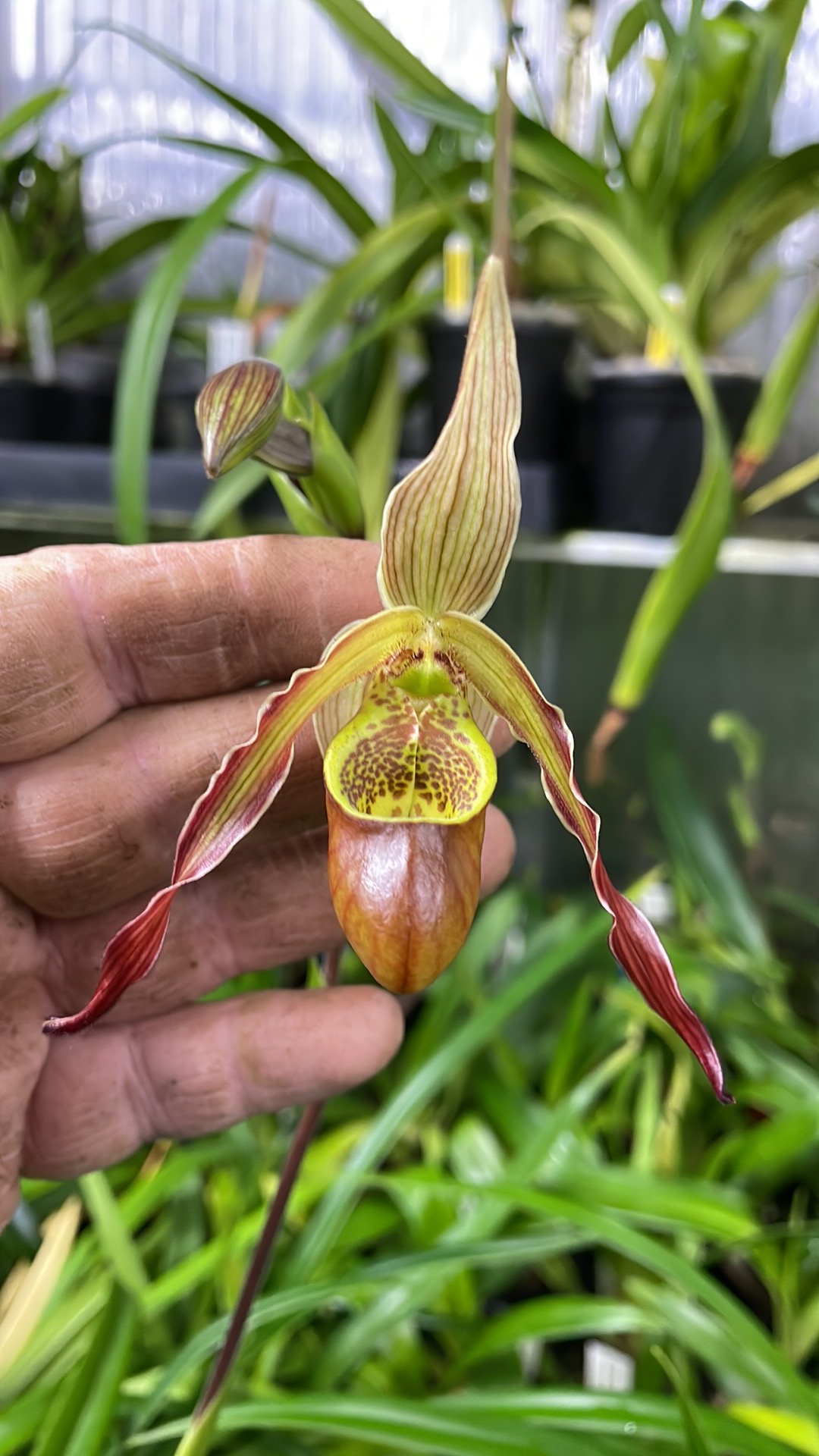 Phragmipedium on sale