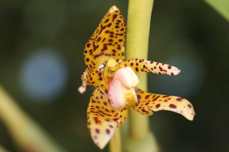 Bulbophyllum incisilabrum 'Elite's 1st'