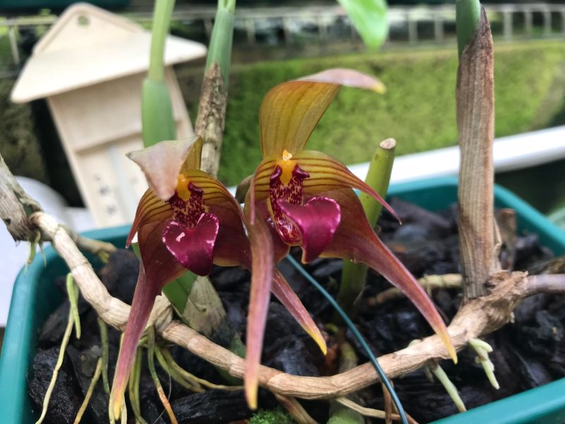 Bulbophyllum uniflorum 'Elite's 1st'