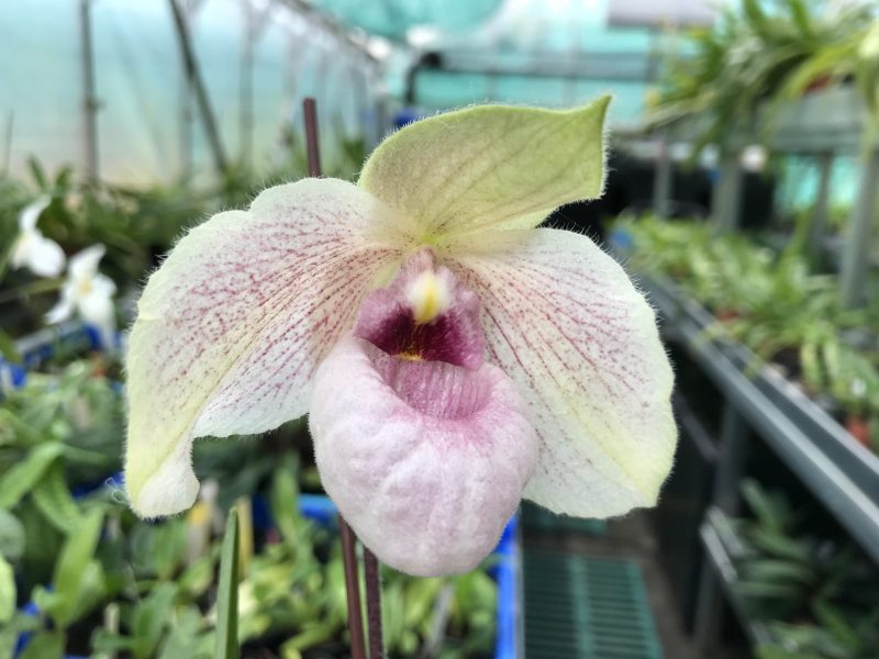 Paphiopedilum Lynleigh Koopowitz (malipoense  x delenatii )