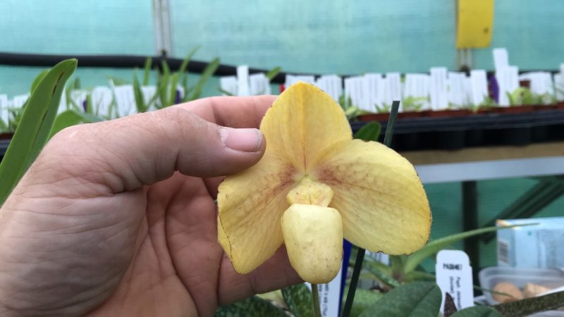 Paphiopedilum Wössner Concohang (hangianum 'Star Point' x concolor 'Hsiao' BM/TOGA)  #4367
