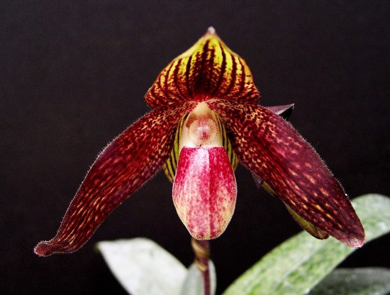 Paphiopedilum Death Star '#4' x anitum 'Hsiao' 5372