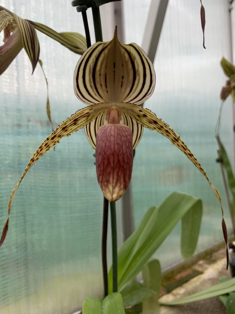 Paphiopedilum Lady Isabel (rothschildianum x stonei)