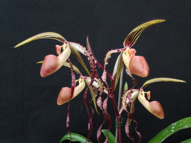 Paphiopedilum sanderianum ‘Hsiao' x sib 'Shin Yi' SM/TPS