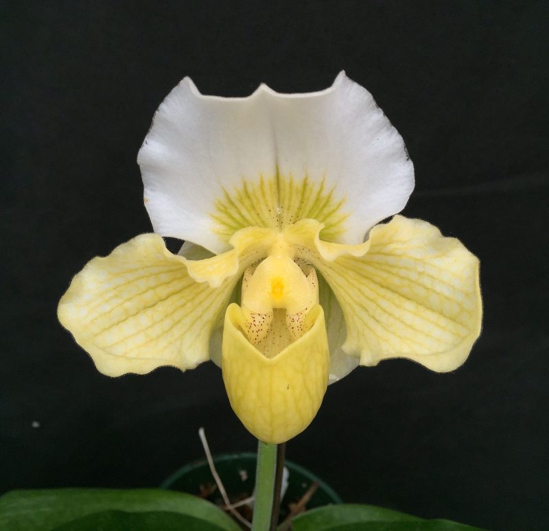 Paphiopedilum barbigerum var aureum x sib ('Green Dorsal' AQ/AOS x 'Albino Beauty' AM/AQ/AOS)  PAS0698