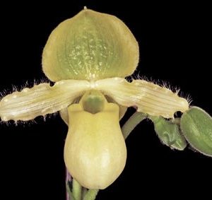 paphiopedilum_primulinum_sequential_orchid_elite