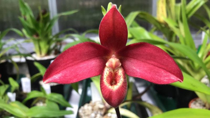 Phragmipedium Inca Fire #1