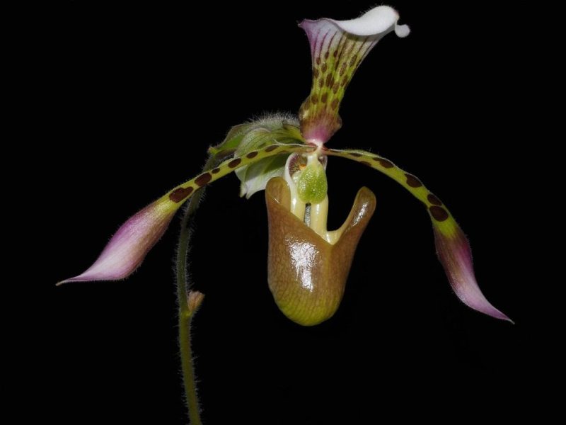 Paphiopedilum haynaldianum