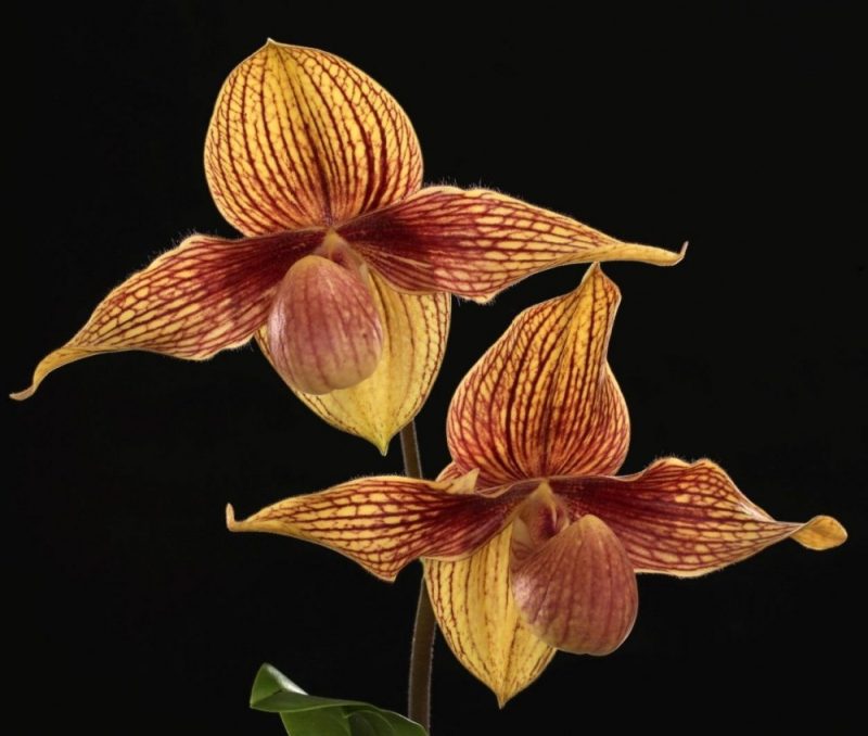 Paphiopedilum Alexej (hangianum x rothschildianum)