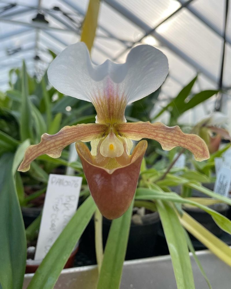 Paphiopedilum Little Trouble (charlesworthii album 'First Class' x barbigerum fma aureum 'Albino Beauty') PAN0076