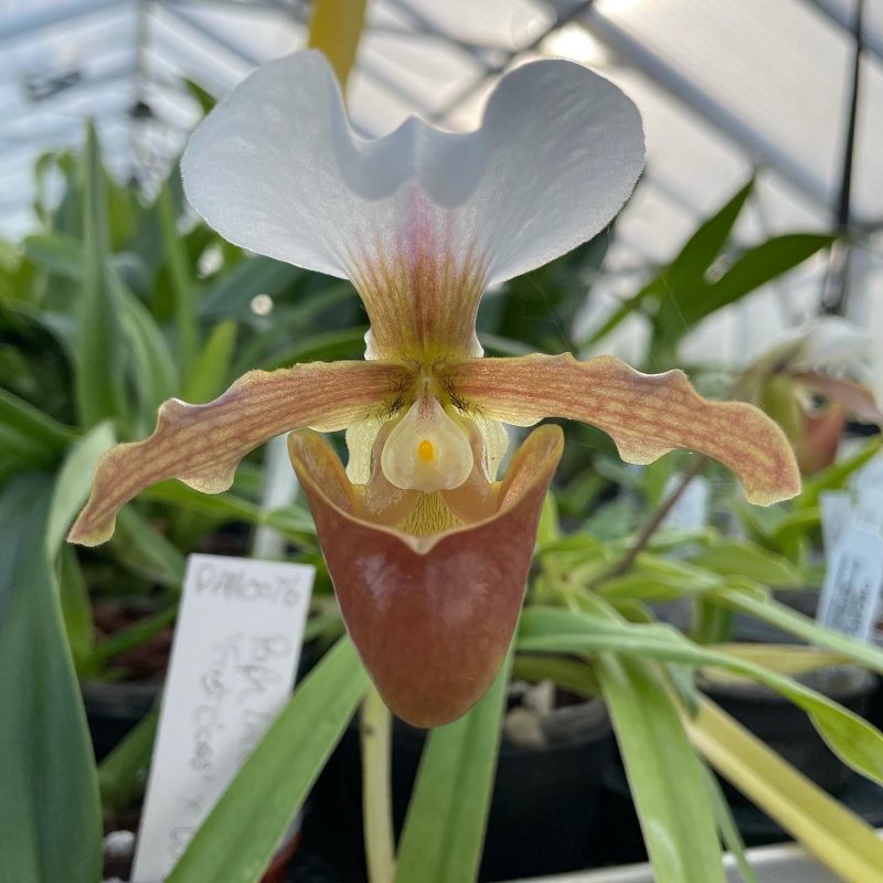 Our latest Orchids! | Elite Orchids