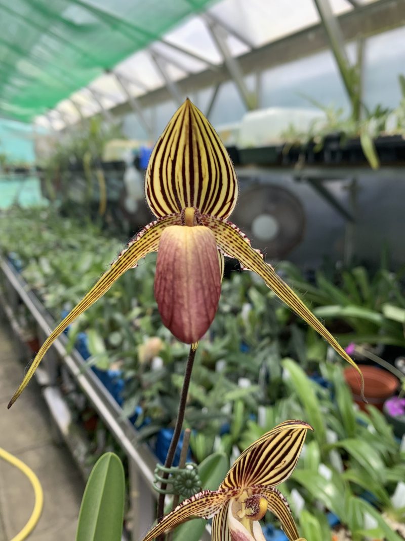 Paphiopedilum Shin-Yi Williams (William Ambler x rothschildianum) Code JF2712