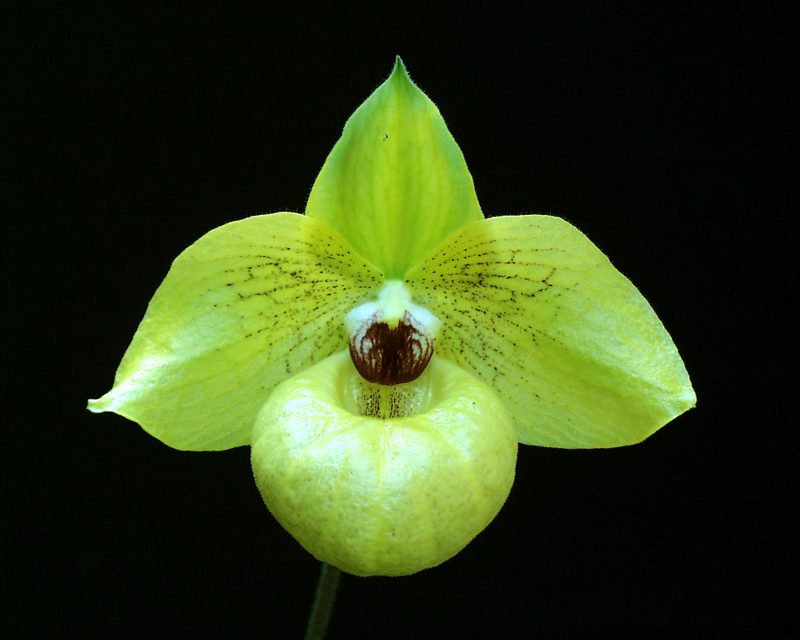 Paphiopedilum Norito Hasegawa (malipoense x armeniacum)
