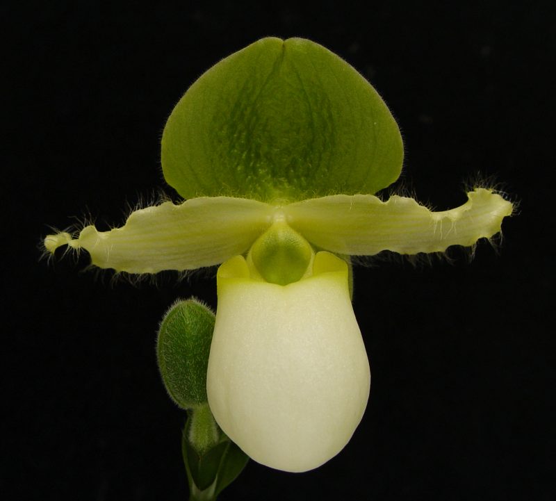 Paphiopedilum primulinum - Image 2