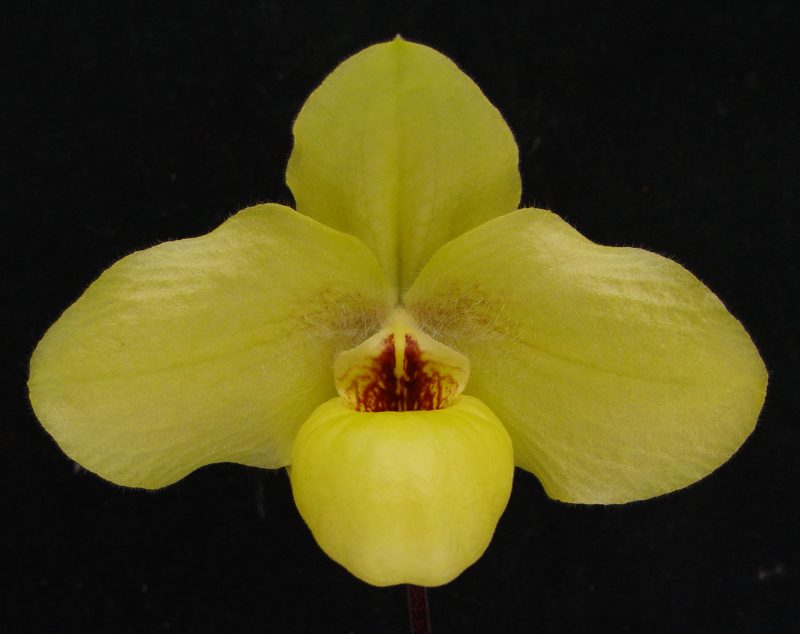 Paphiopedilum Wössner China Moon (hangianum x armeniacum)