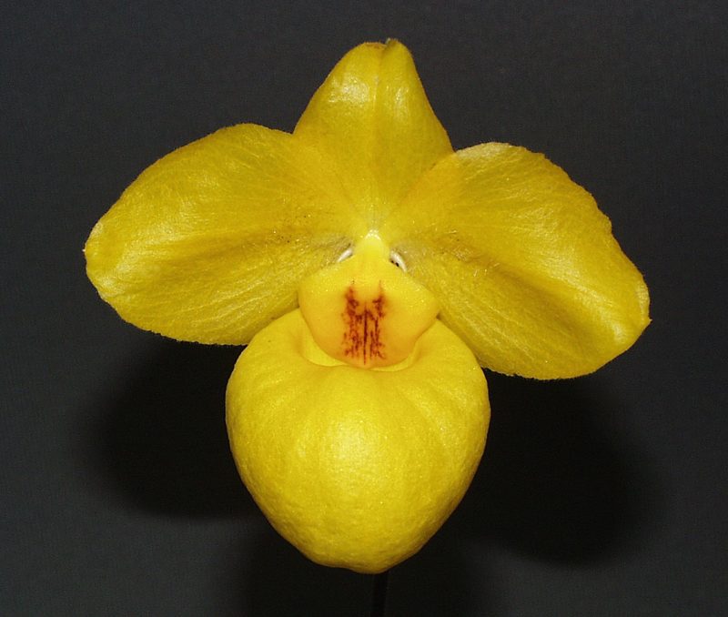 Paphiopedilum armeniacum x sib