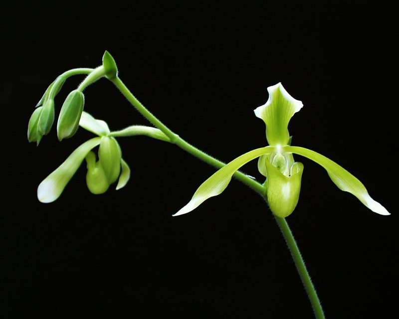 Paphiopedilum haynaldianum album