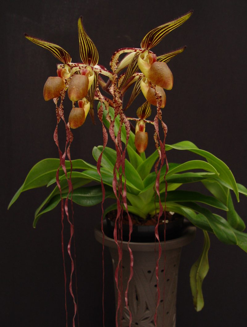 Paphiopedilum sanderianum 'Chou-Hua Red' (Petal 2.65 x 76 cm) x sanderianum 'Select' (2.7 x 90cm) Code K374