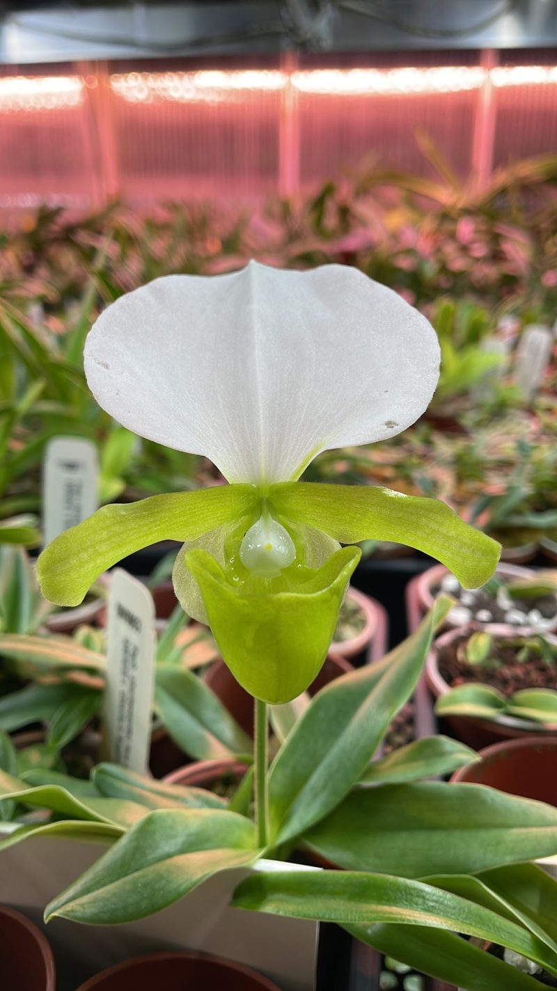 Paphiopedilum charlesworthii fma album