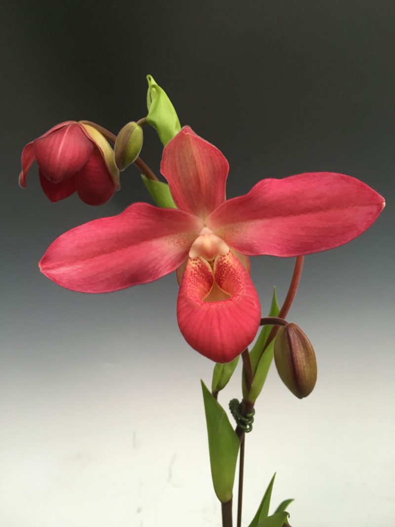 Phragmipedium La Vingtaine (M.D. Clements 'Valentine' x kovachii 'Terminator')