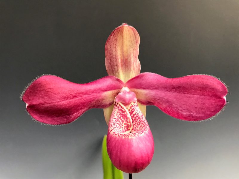 Phragmipedium Damselfly (kaieteurum 'Katie' x kovachii 'Terminator')
