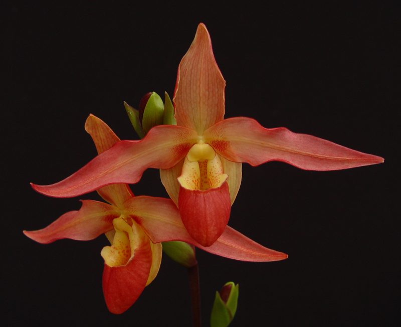 Phragmipedium Eric Young (longifolium hincksianum 'Jason's Choice' x besseae 'Rood Kapje')