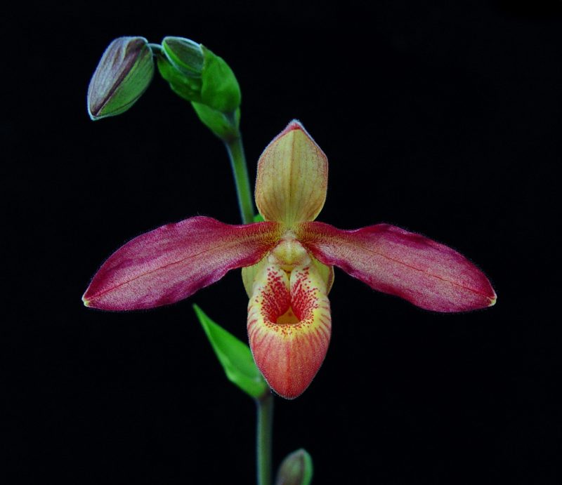 Phragmipedium Memoria Dick Clements Flavum