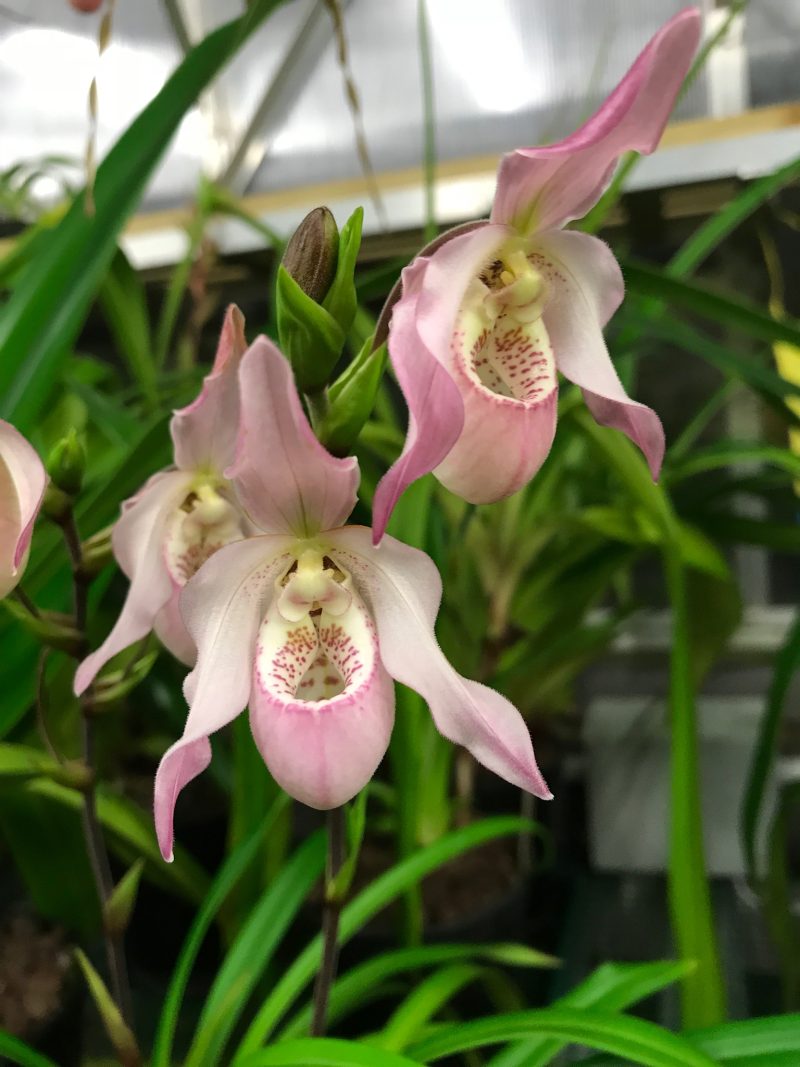 Phragmipedium Carol Kanzer 'Elites Best'  (schlimi x pearcei)