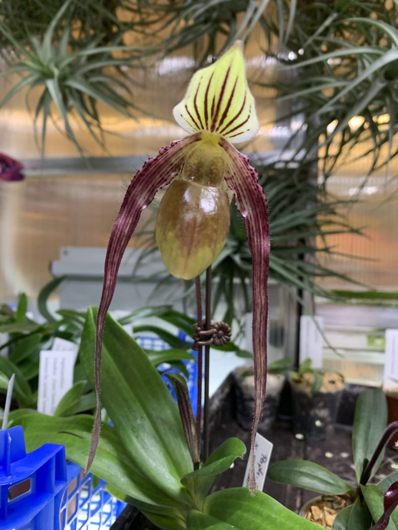Paphiopedilum Sandcanh (canhii x sanderianum)