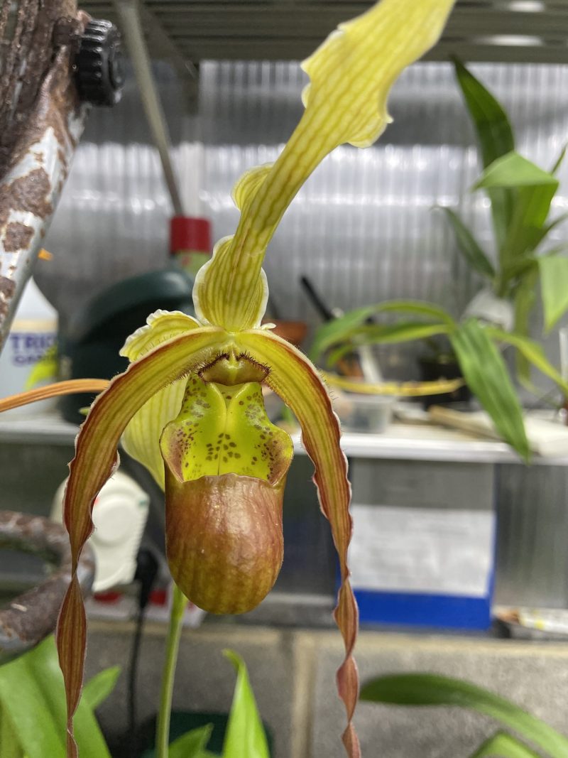 Phragmipedium Red Lightning x Wössner Supergrande