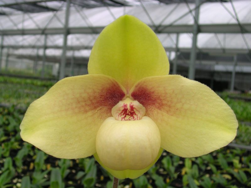 Paphiopedilum hangianum x sib 'Round'