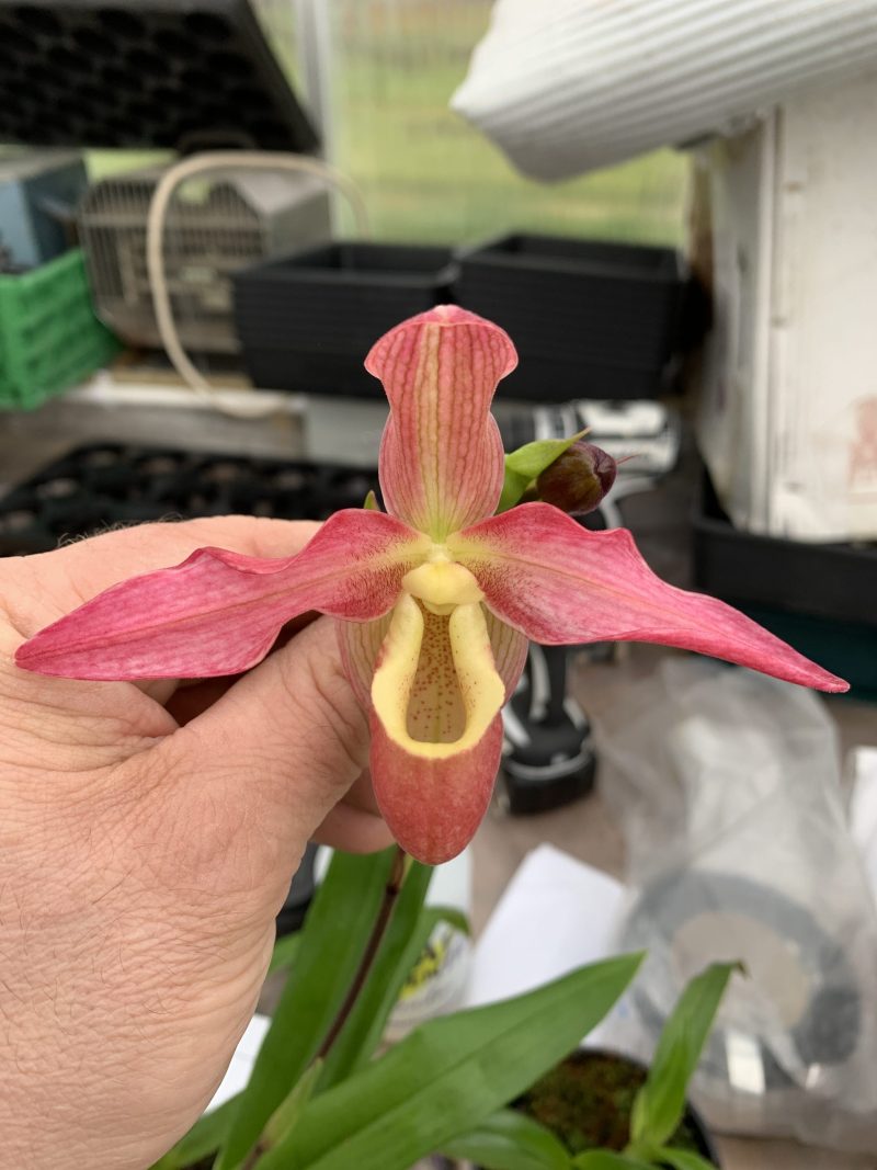 Phragmipedium Hanne Popow x longifolium