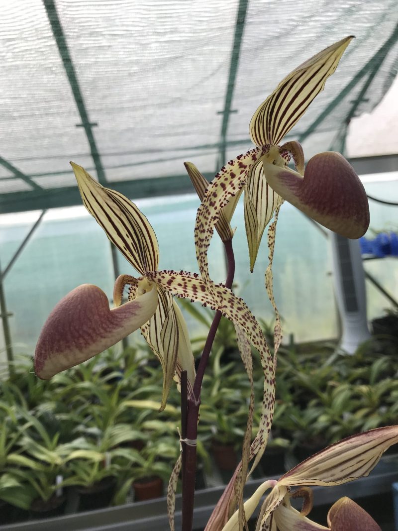 Paphiopedilum Prince Edward of York (rothschildianum 'Dark Star' x sanderianum 'Lady in Red')