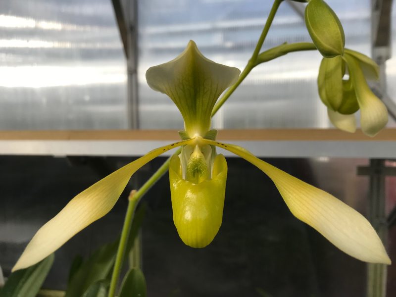 Paphiopedilum Toni Semple album (lowii album x haynaldianum album)