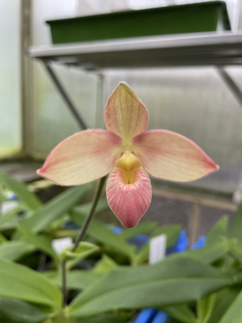 Phragmipedium Manzur la Aldea (besseae x manzurii)