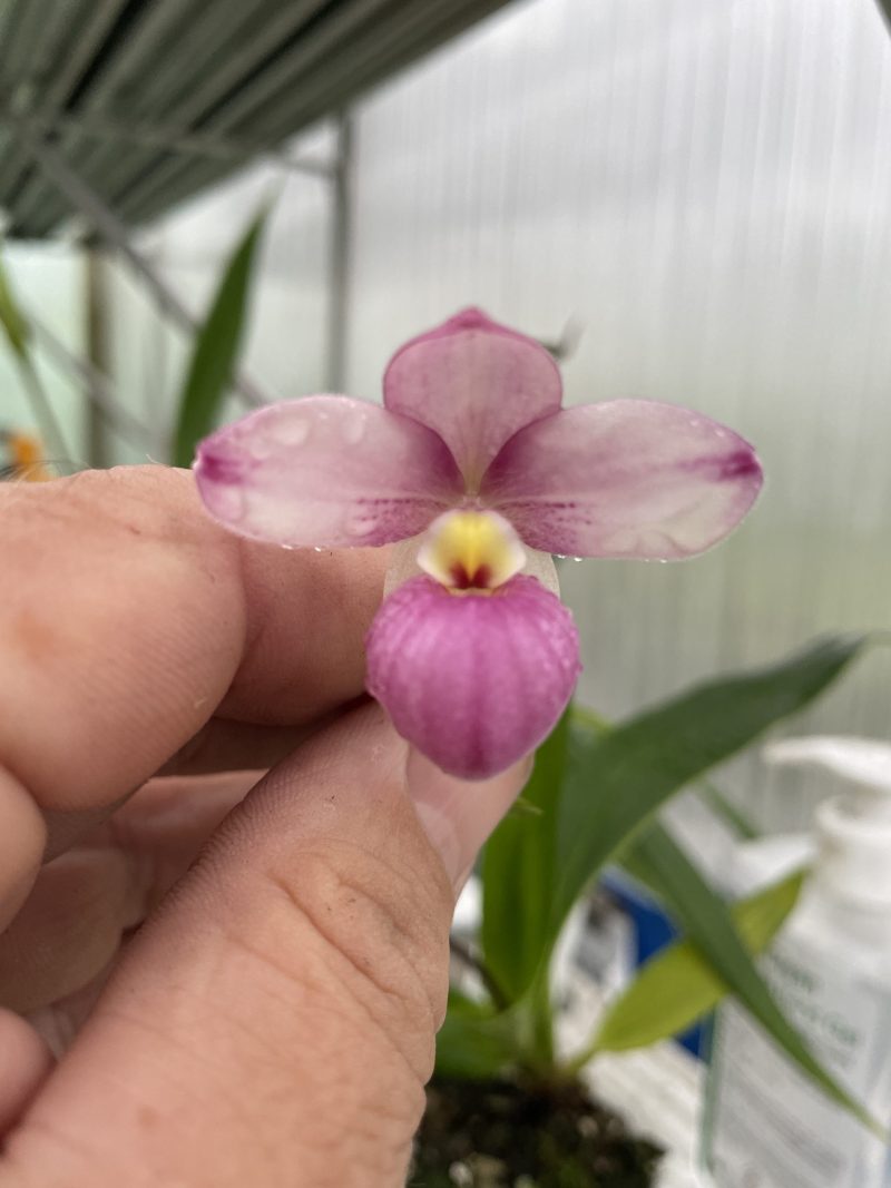 Phragmipedium fischeri x manzurii