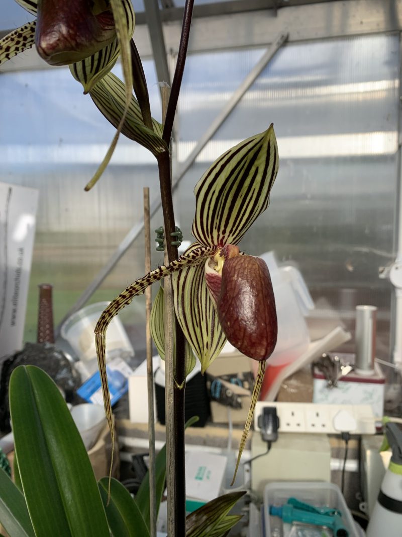 Paphiopedilum David Ott (rothschildianum x supardii)