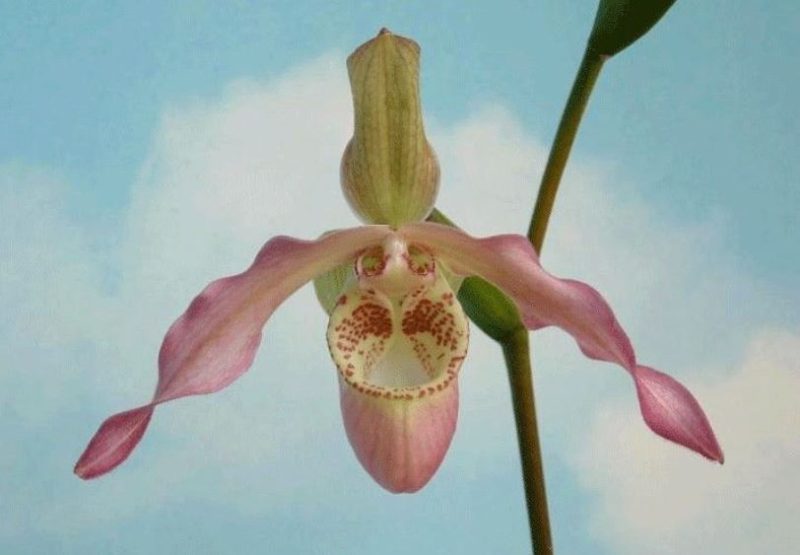 Phragmipedium Memoria Alicia Gadea de Solano (kovachii x Sorcerer`s Apprentice)