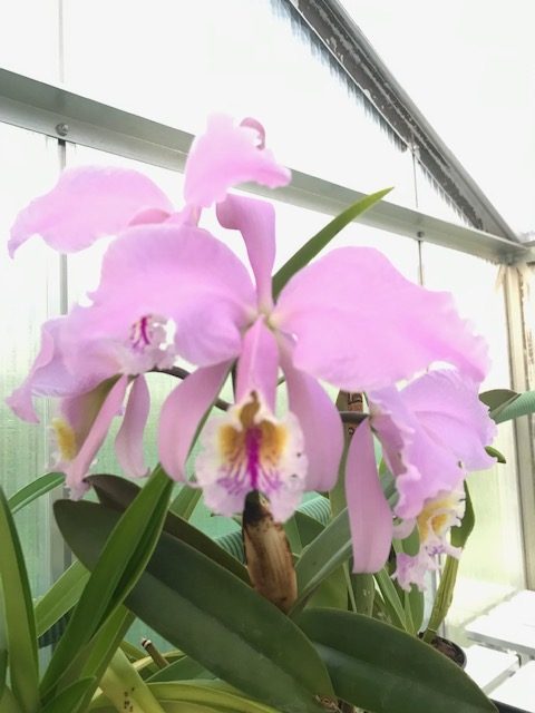 Cattleya mossiae | Elite Orchids