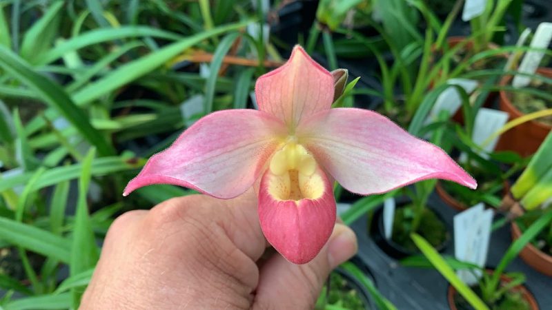 Phragmipedium Elizabeth March (Sedenii x besseae)