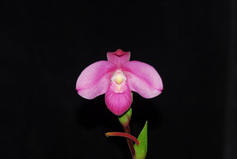 Phragmipedium Memoria Mariza Rolando (Hanne Popow 'Splash of White' 4N x kovachii 'Ray Raab' FCC/AOS) 3n