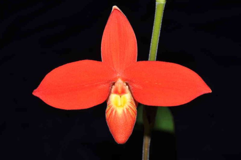 Phragmipedium besseae 'Chiguinda'