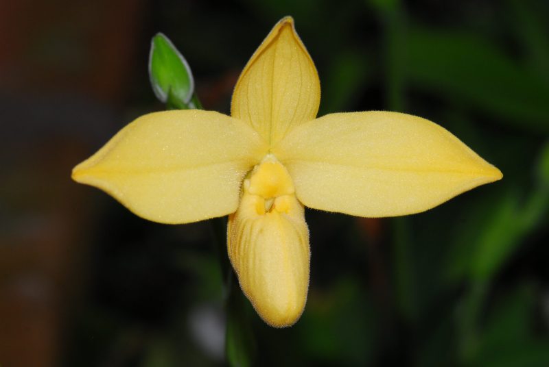 Phragmipedium besseae var flavum
