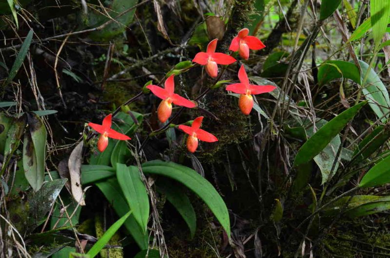 Phragmipedium besseae var guarumales